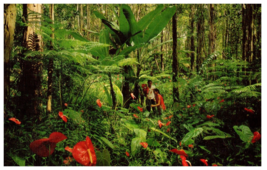 Red Anthurium Giant Tree Ferns and wild bananas in rain forests  Hawaii Postcard - £6.96 GBP