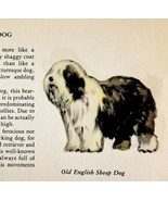 Old English Sheep Dog 1939 Breed Art Ole Larsen Color Plate Print Antiqu... - €26,04 EUR