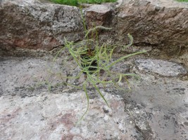 Drosera binata var. dichotoma, Carnivorous plant, Sundew - £6.25 GBP