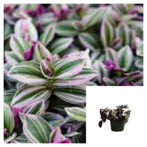 SEPTH Tradescantia Nanouk Fluminensis Variega Purple Pink wandering jew Live Pla - $7.49