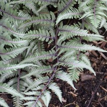 Athyrium Godzilla Japanese Painted Fern Starter Plant 2 Plants Fresh Garden - $39.00