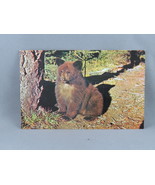 Vintage Postcard - Bear Cub - Stelling Agencies Ltd.  - $276.15 MXN