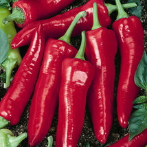 10 Organic Big Jim Pepper Seed Big &amp; Spicy Pepper Usa Fresh Garden - £9.09 GBP