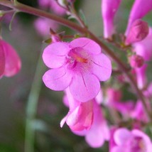 USA Seller Penstemon Parryi Seed Free Shipping - $15.94