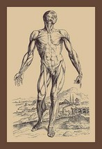 The Second Plate of the Muscles by Andreas Vesalius #2 - Art Print - £17.43 GBP+