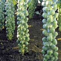 Brussel Sprout Seed, Long Island, Heirloom, Organic, Non Gmo, 100 Seeds, Sprouts - £3.90 GBP