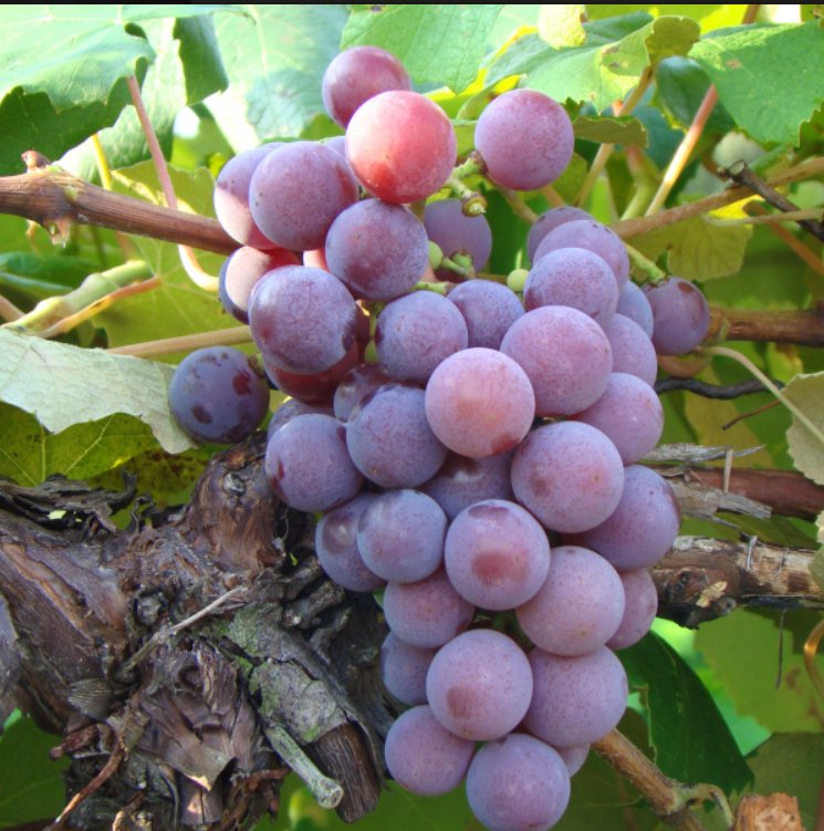 CATAWBA Grape Seedless Vine -  Bare Root Live Plant - Buy 4 Get 1 Free!