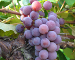 CATAWBA Grape Vine -  Bare Root Live Plant - Buy 4 Get 1 Free! - $28.45+