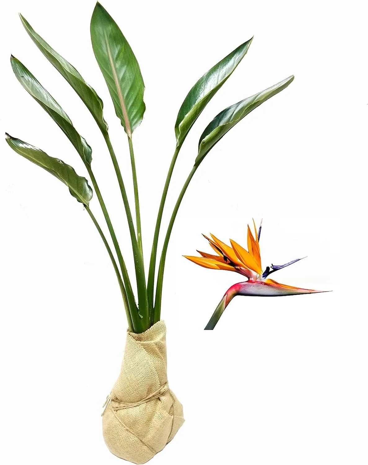 Orange Bird of Paradise Strelitzia Reginae Large Live Plant Tropical - £64.46 GBP