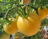 Garden Peach Tomato, 30 Seeds, Cocona, NON-GMO, Heirloom, FREE SHIPPING - $1.97