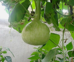 30 Pc Seeds  Dipper Gourd Plant, Siphon Gourd Seeds for Planting | RK - $16.80