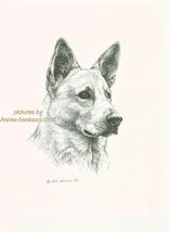 #305 WHITE SHEPHERD portrait dog art print * Pen and ink drawing by Jan ... - $12.50