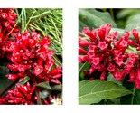 CESTRUM NEWELLII RED Hummingbird Plant or Red Jasmine Starter Plant - $42.93