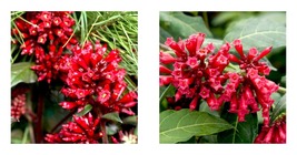 Cestrum Newellii Red Hummingbird Plant Or Red Jasmine Starter Plant - £34.30 GBP