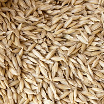 1000+ Einkorn Wheat Seeds Heirloom Organic Non Gmo The Old Wheat Fresh New - $41.56