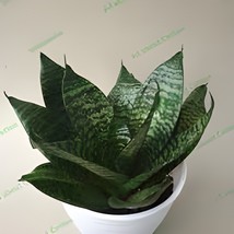 200 Seeds Aglaonema spp Sansevieria Bonsai Indoor Plants - $11.65