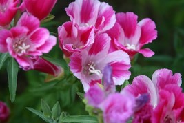 VT 300 Seeds Farewell To Spring Pink Clarkia Flower Groco Fast Ship - $176.25 MXN