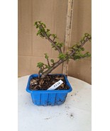 Pre Bonsai -mini Jade-Portulacaria -Unique Fantastic -Easy Care Tropical... - $18.85