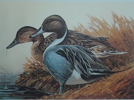 American Pintails by William J. Koelpin - 1982 Wisconsin Waterfowl Duck Stamp Pr - £78.31 GBP
