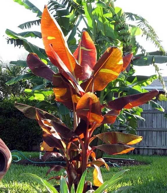 Musa  siam ruby  banana plant thumb200