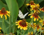 1000 Seeds Clasping Yellow Coneflower Seeds Native Wildflower Pollinator... - $8.99