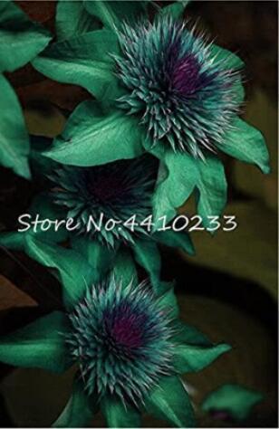 100Pcs Clematis Seeds Goldenish Green Color Fresh Seeds - $5.19