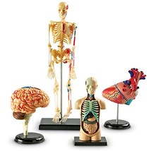 Human Body Anatomy Model Heart Brain Skeleton Medical School Educational... - $80.04