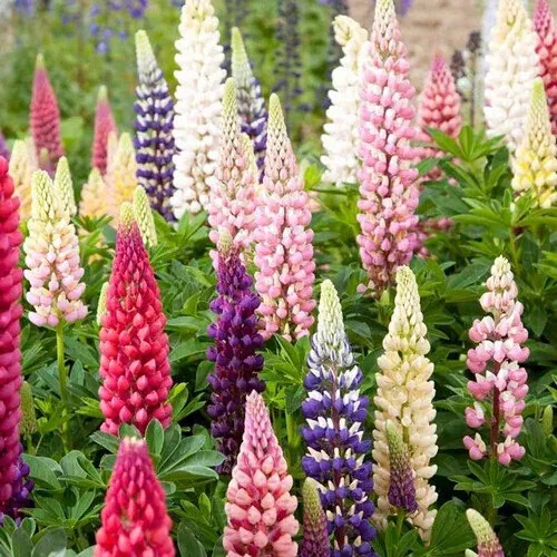 Russell Lupine Seeds Non-GMO 50 Seeds US Seller - £6.17 GBP
