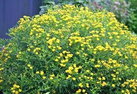 500 Seeds GREAT St. JOHNS WORT American Native Wildflower Perennial Herb Shrub - £13.18 GBP
