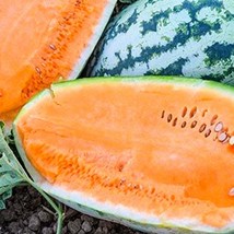 Watermelon Seeds 25 Thru 100 Tender Sweet Orange Seeds Fresh Garden - £9.34 GBP