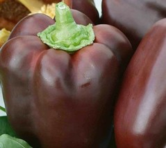 AD Chocolate Beauty Bell Pepper Seeds 30 Sweet Pepper Culinary Home Garden - $13.26