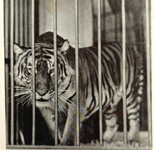1930 Bengal Tiger Circus Print Antique Carnival Ephemera 8 x 5 Betty Bell - £23.91 GBP