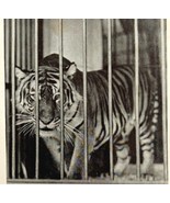 1930 Bengal Tiger Circus Print Antique Carnival Ephemera 8 x 5 Betty Bell - £23.88 GBP