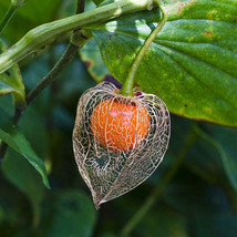 PS Chinese Lantern Flower Orange Seed Pods Pollinators Dried Cut Flowers... - $201.97 MXN