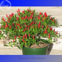 Heirloom Thai Sun Hot Pepper Capsicum annuum Ornamental Chili Seeds, Professiona - £4.42 GBP