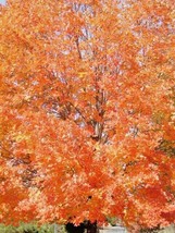 20 Legacy Sugar Maple Seeds Acer Saccharum Legacy Gardening Beautiful USA SHIPPI - £8.48 GBP