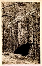 RPPC- Waiting For You At Birch Forest Lodge, Orr, Minn -BEAR In The Forest BK66 - £6.18 GBP
