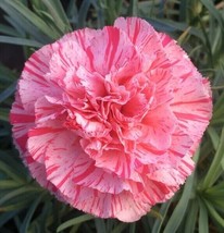 100_+ Bob&#39;S Highlight Carnation Seeds Dianthus Flowers Seed Flower Peren... - $9.59