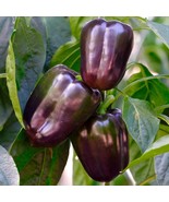 MX Lilac Bell Pepper Seeds Purple Beauty Non GMO Sweet &amp; Crisp Bulk Seed - $185.09 MXN