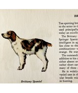 Brittany Spaniel 1939 Dog Breed Art Ole Larsen Color Plate Print Antique... - $40.73 CAD