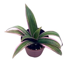 Pink Moses in the cradle, 2 inch Tradescantia spathacea, Rhoeo discolor, Tiny Mi - £6.04 GBP