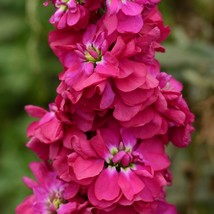 100 Stock Seeds Matthiola Column American Beauty Matthiola Seeds Gardening USA S - £9.81 GBP