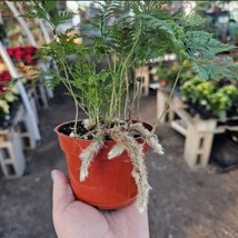 Rabbit&#39;s Foot Fern - Live Plants in 4 Inch Pots - Davallia Tyermani - $259.29 MXN