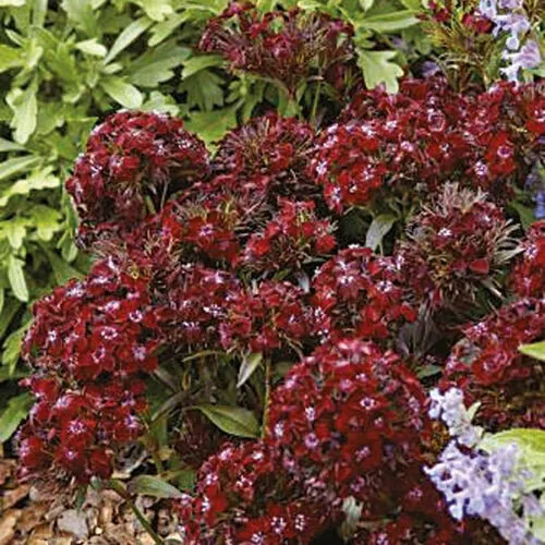 Dianthus Barbatus Sweet William Black Adder 200 Fresh Seeds for Planting - £13.88 GBP