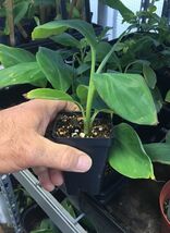 Tall Namwah aka Pisang Awak - VERY COLD HARDY - Live Banana Plant - $26.37 CAD