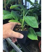 Tall Namwah aka Pisang Awak - VERY COLD HARDY - Live Banana Plant - $26.45 CAD