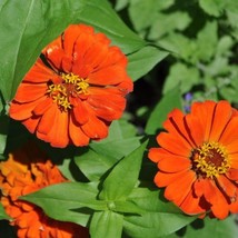 250 Orange Classic Zinnia Elegans Narrow Leaf Zinnia Creeping Zinnia Flower Seed - $14.45