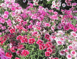Enil Sweet William Dianthus Large Flowered Mix Fragrant Blooms 200 Seeds - £3.58 GBP