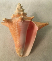 Vintage Large Natural Queen Pink Conch Sea Shell Seashell 5.5&quot; No Harvest Hole - £35.96 GBP