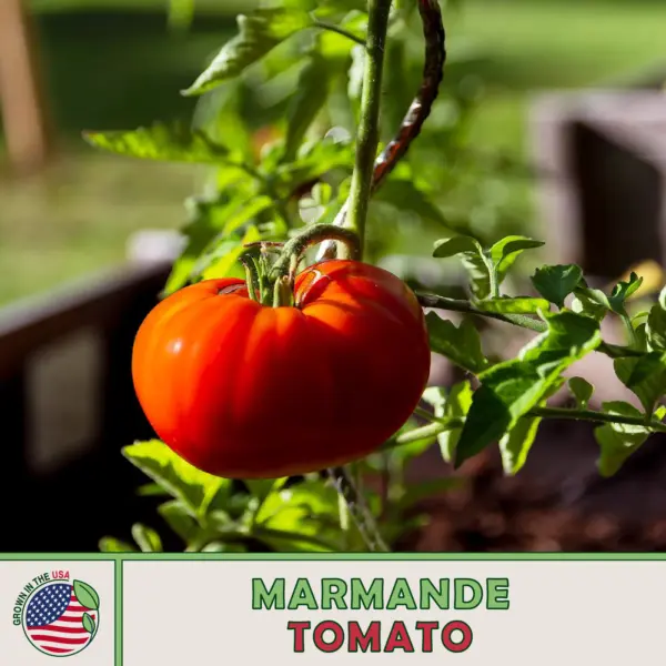 100 Marmande Tomato French Fresh Seeds - £12.63 GBP